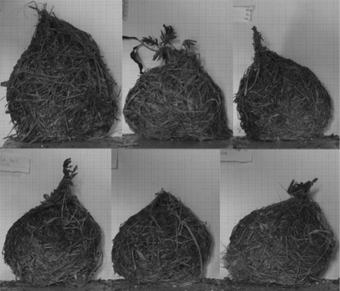 Photos of six nests built by a male Southern Masked Weaver