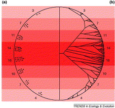 Figure showing mechanism for development of avian species richness in the tropics