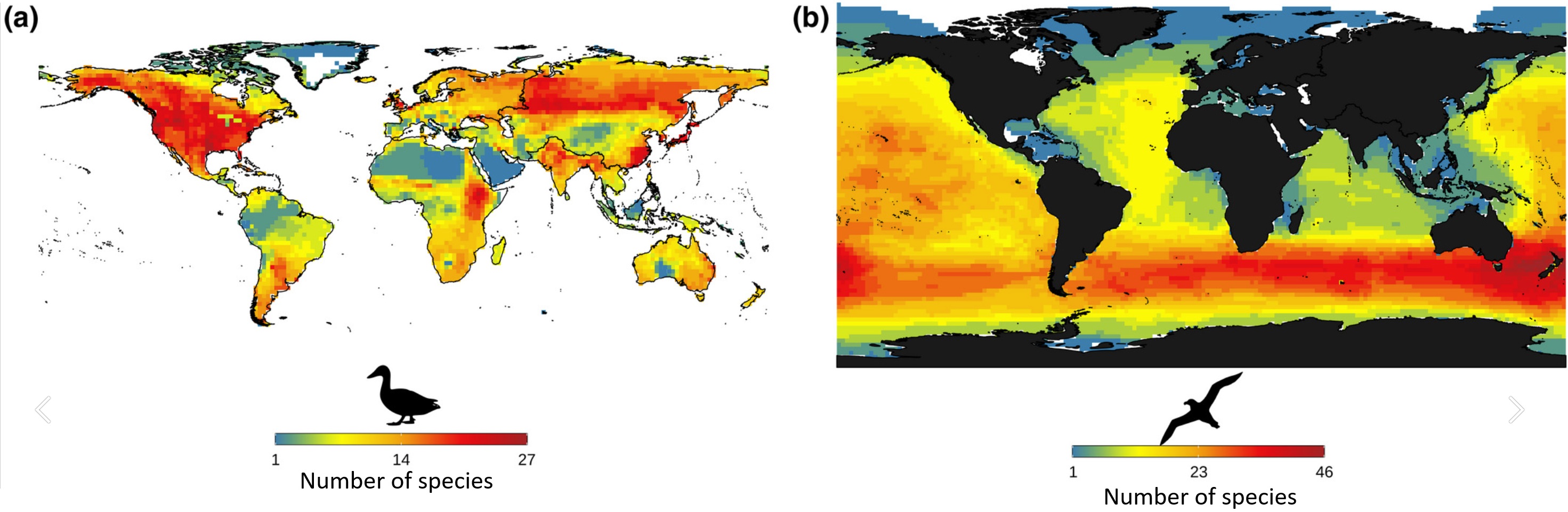 Species richness of Anseriformes and Procellariformes
