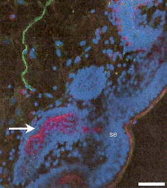 Photomicrograph showing innervation of sperm storage tubules