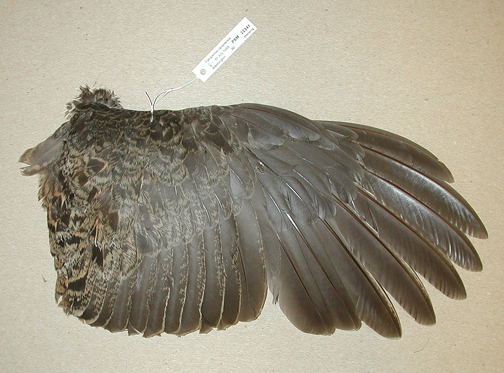 Photo of a wing of a Spruce Grouse