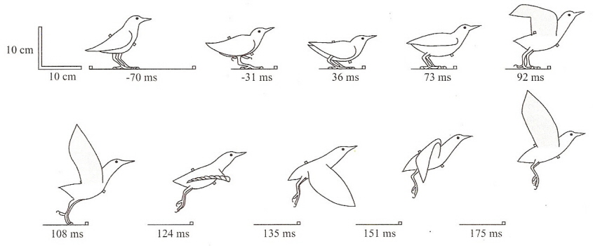 Drawings showing a starling taking off from the ground