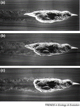 Photos showing how tail feathers help reduce turbulence when a bird flies