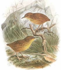 Drawing of two Stephens Islands Wrens