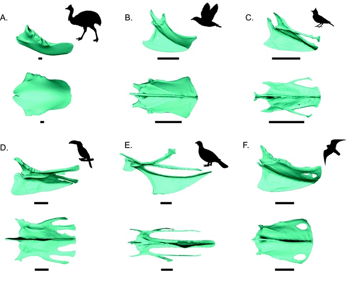 Variation in avian sternum morphology