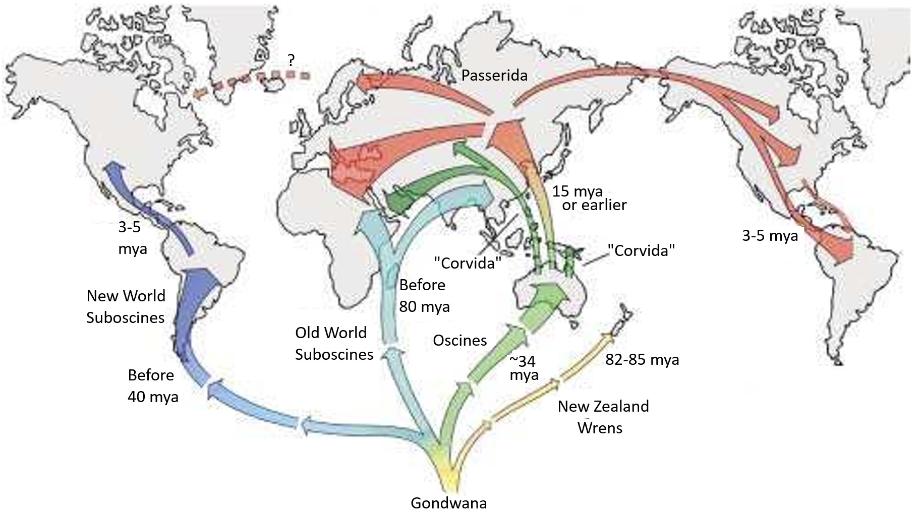 Suboscine historical biogeography