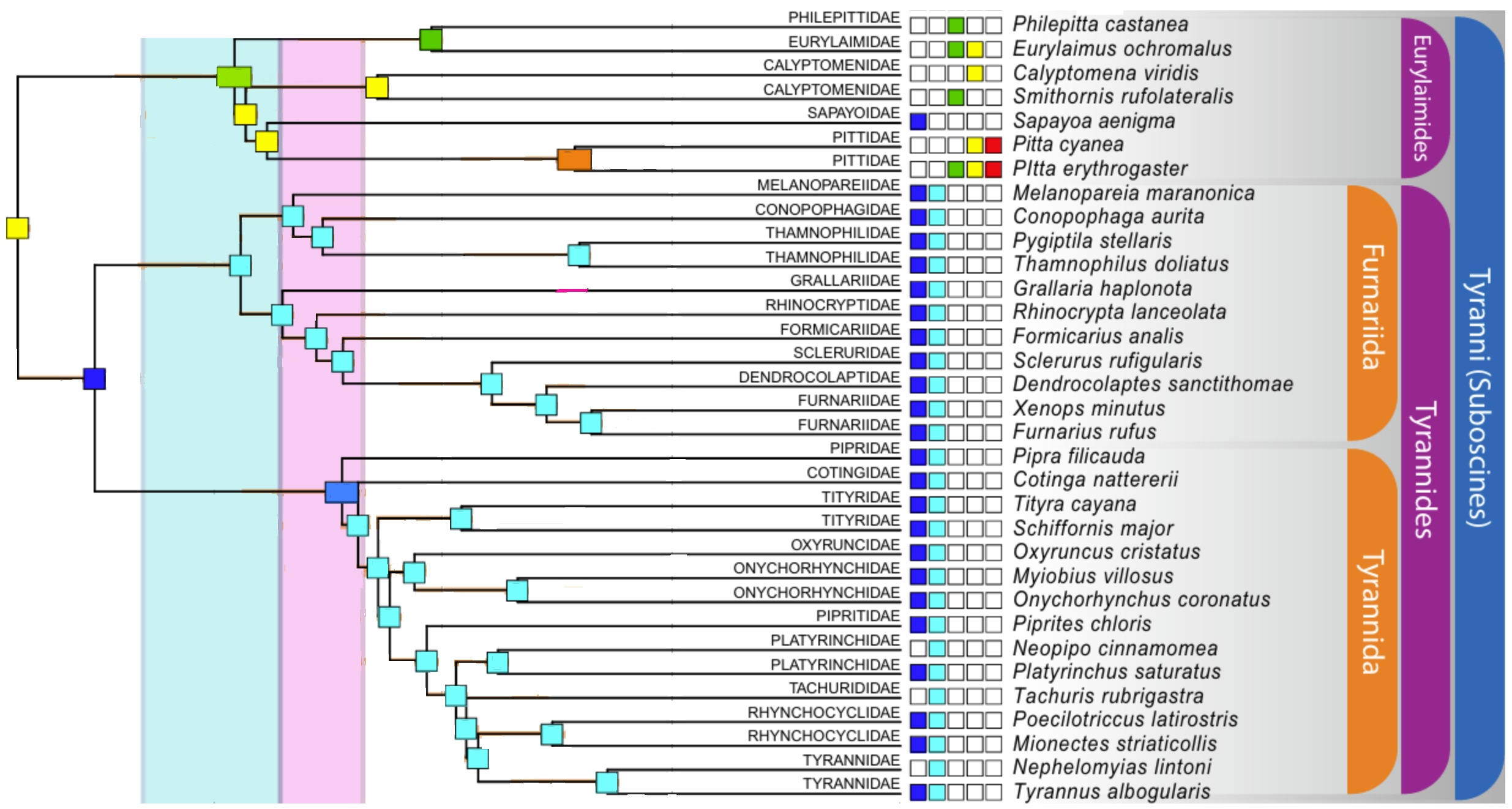 Suboscine phylogeny