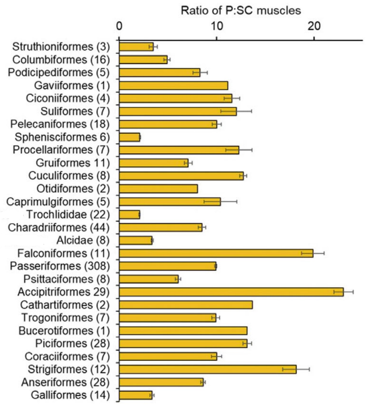 Pectoralis vs. supracoracoideus muscle mass