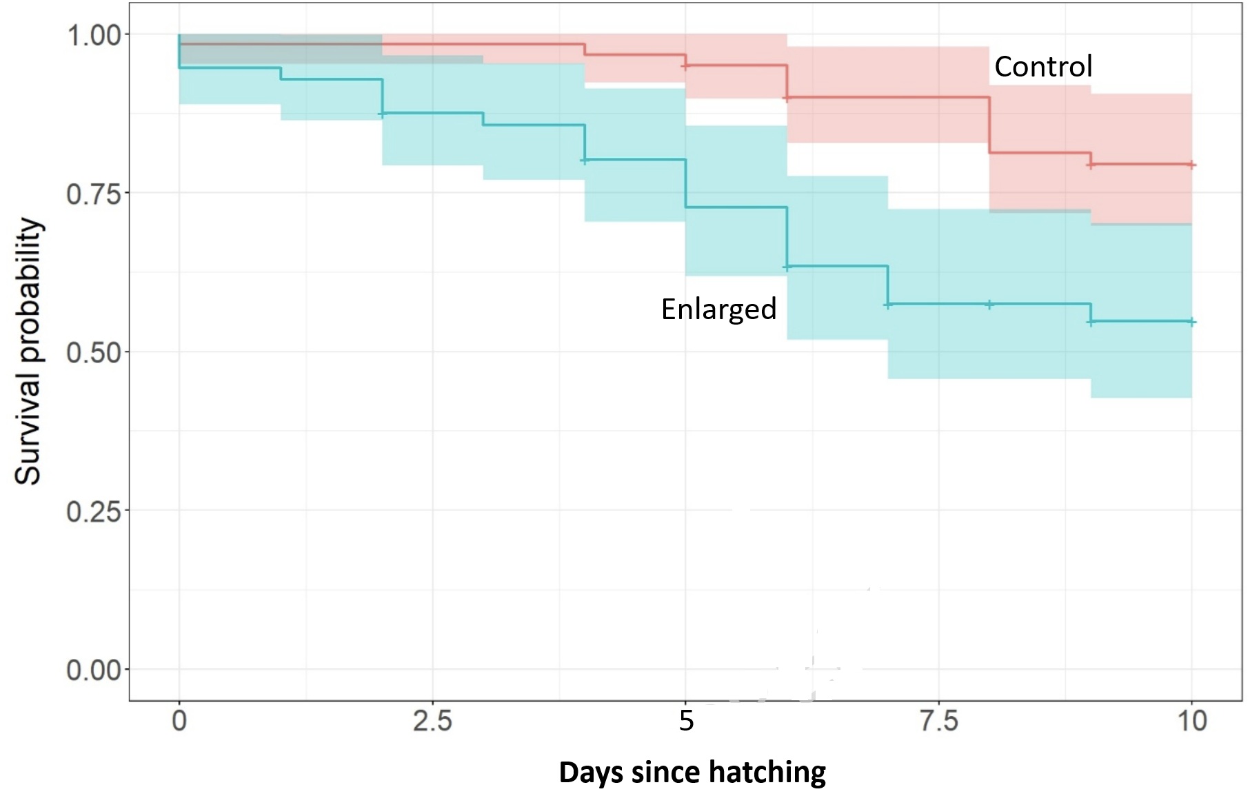 Shorebird young survival probability