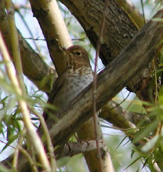 Photo of a Swainson's Thrush