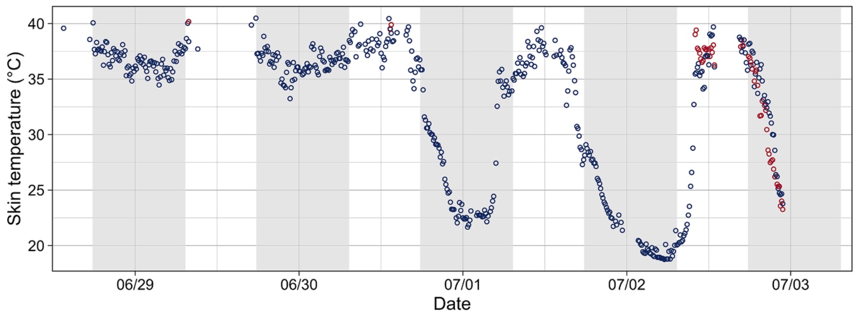 White-backed Swallow torpor