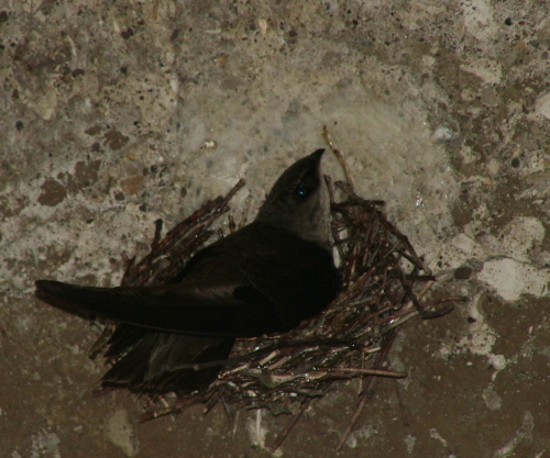 Photo of an incubating Chimney Swift