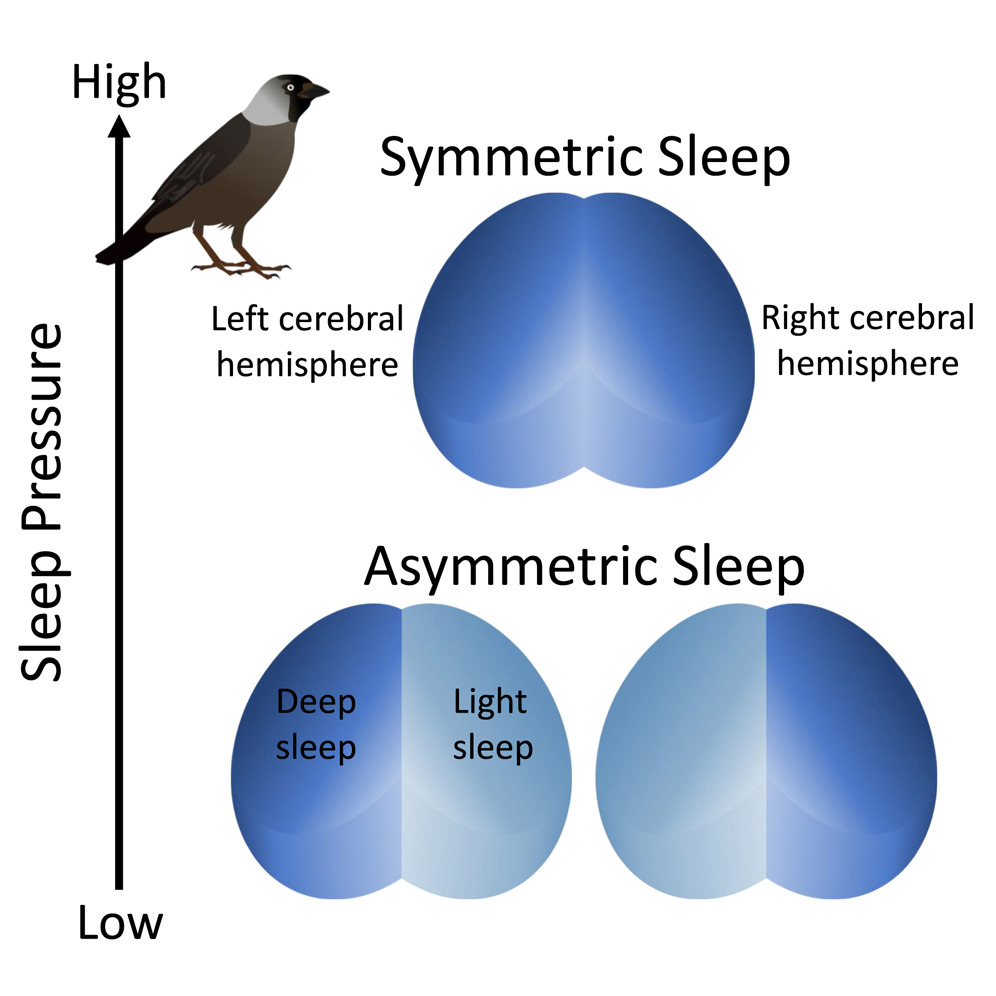 Symmetric and asymmetric sleep by birds