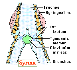 Drawing of an avian syrinx