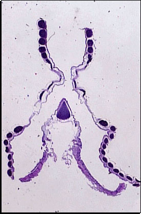 Cross-section through an avian syrinx