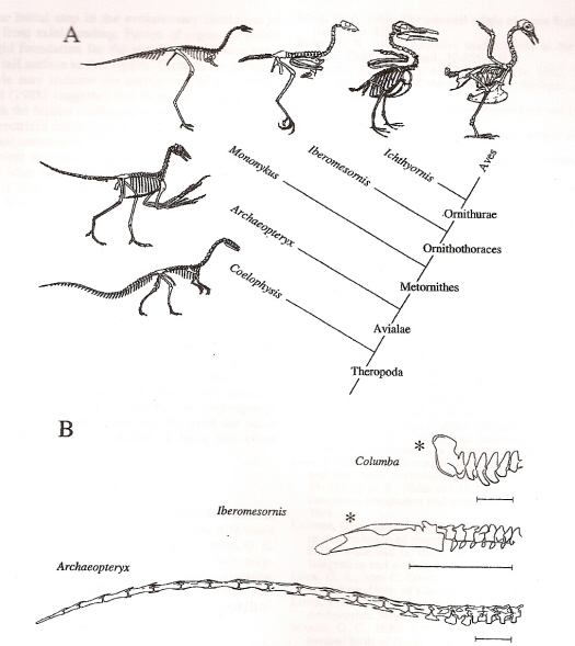 Tail reduction during the evolution of birds