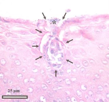 Micrograph of a Kiwi taste bud