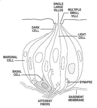 Drawing of a taste bud