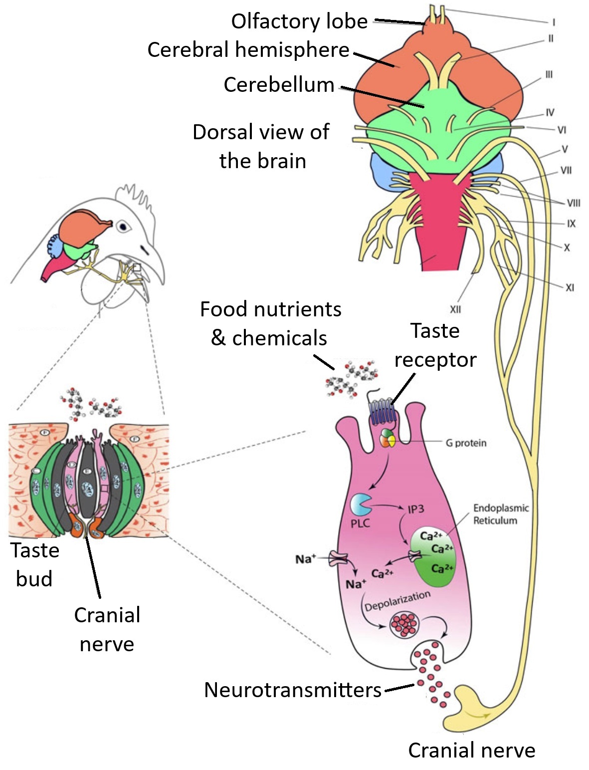Sensory pathway for taste
