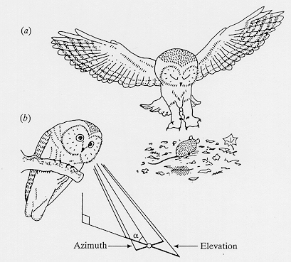 Drawing showing how owls with asymmetrical ear openings identify the source of a sound