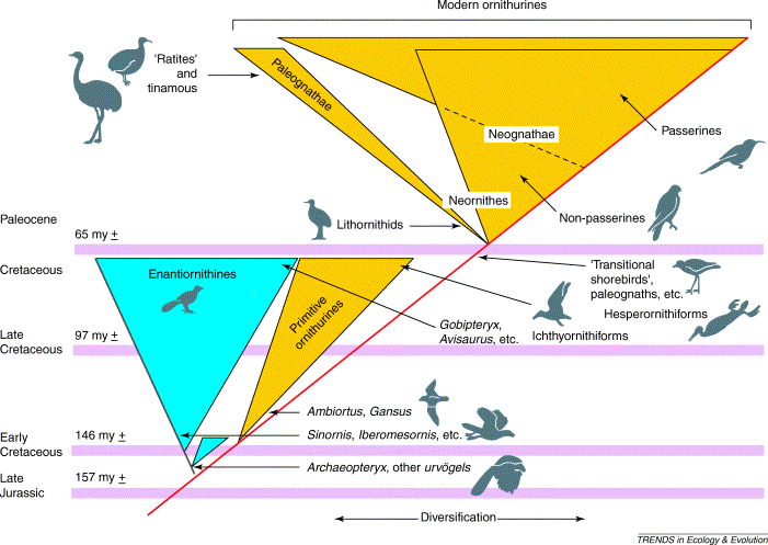 Figure showing patterns of evolution of birds during the Cretaceous and Paleocene periods