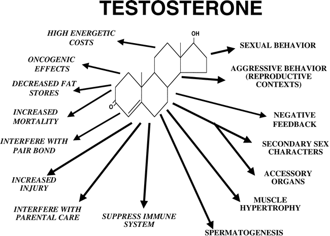 Graphic showing the multiple effects of testosterone on male birds