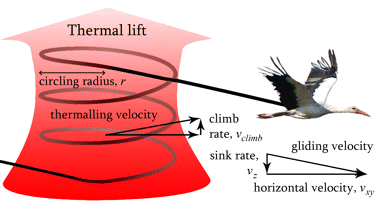 Drawing of a crane using a thermal to increase its altitude