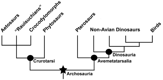 Phylogeny illustrating the current consensus for bird evolution
