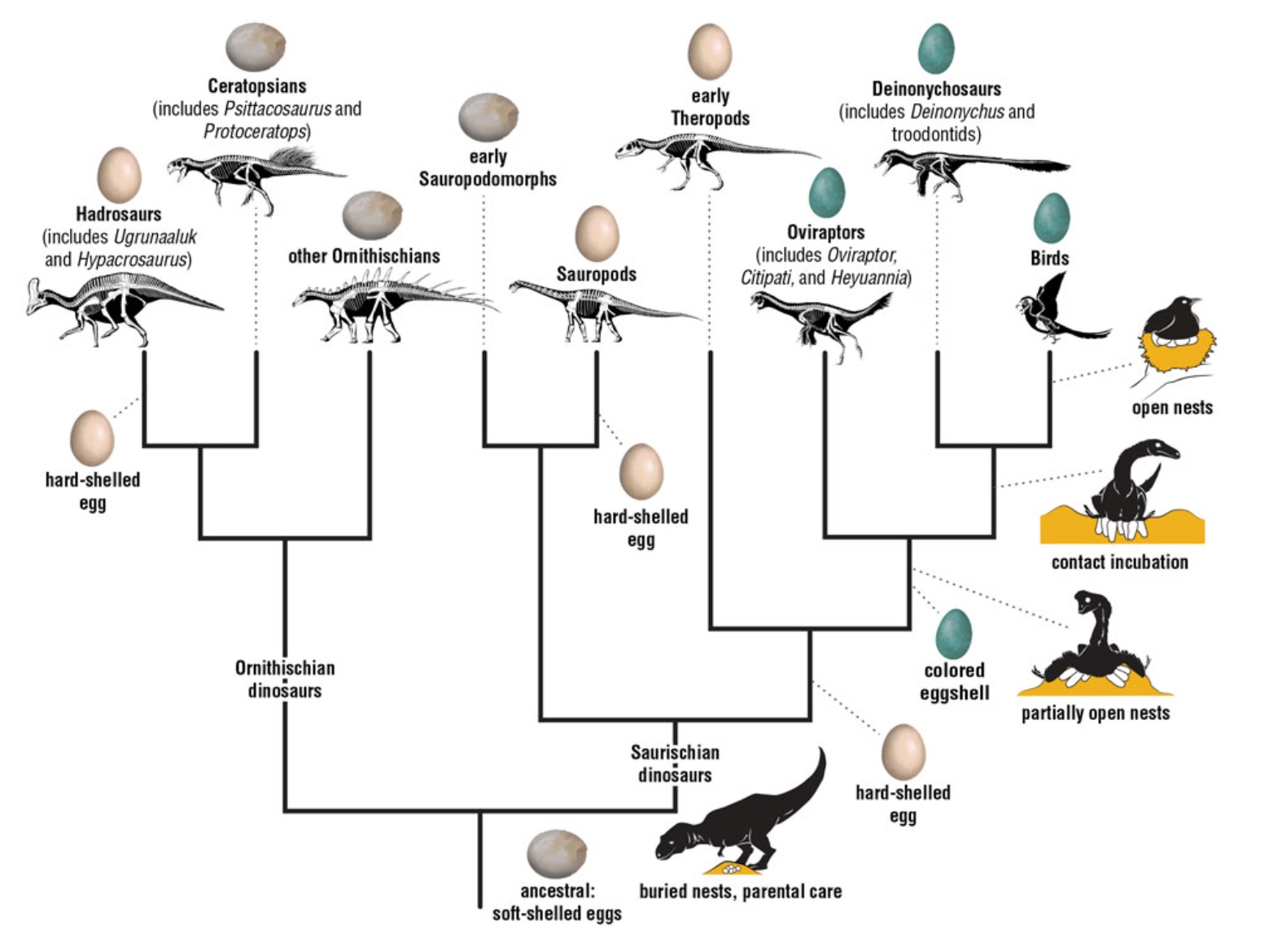 Nest evolution