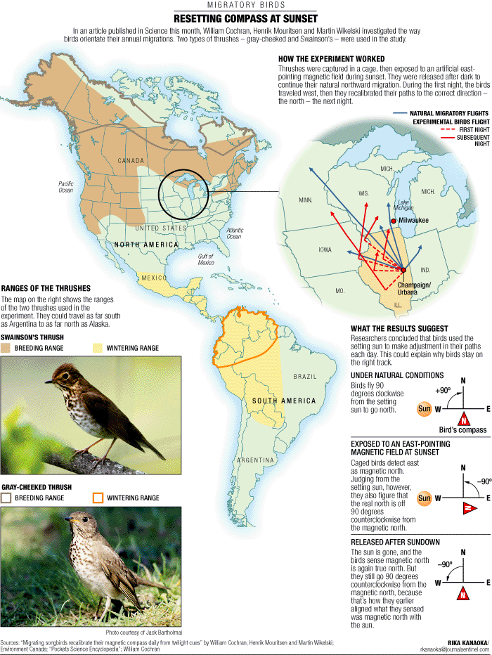 MIgration of Gray-cheeked Thrushes