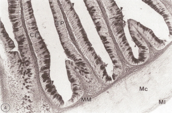 Photomicrograph showing cross-section of the intestine of a tinamou