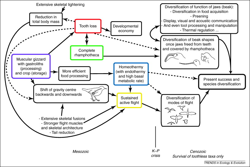 Evolutionary interactions resulting from the loss of teeth in ancestral birds