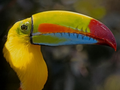 Photo of a toucan