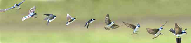 Series of images showing a Tree Swallow approaching a landing on a fence pole