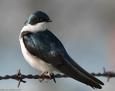 Photo of a Tree Swallow