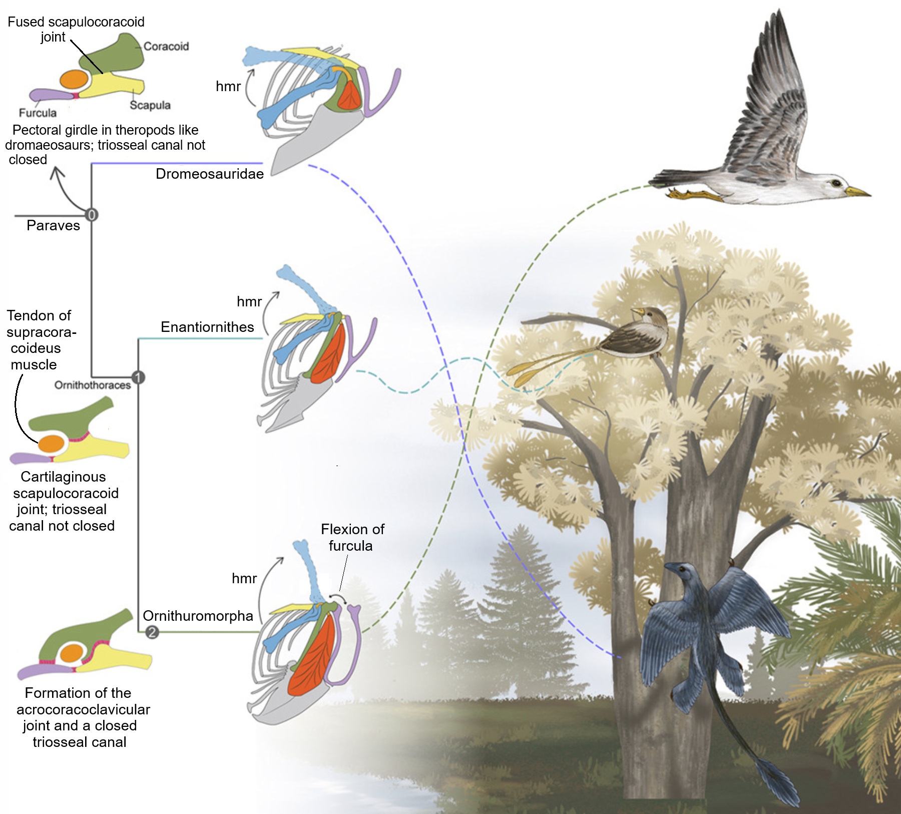 Triosseal canal evolution