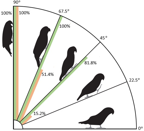 Parrot's tripedal locomotion