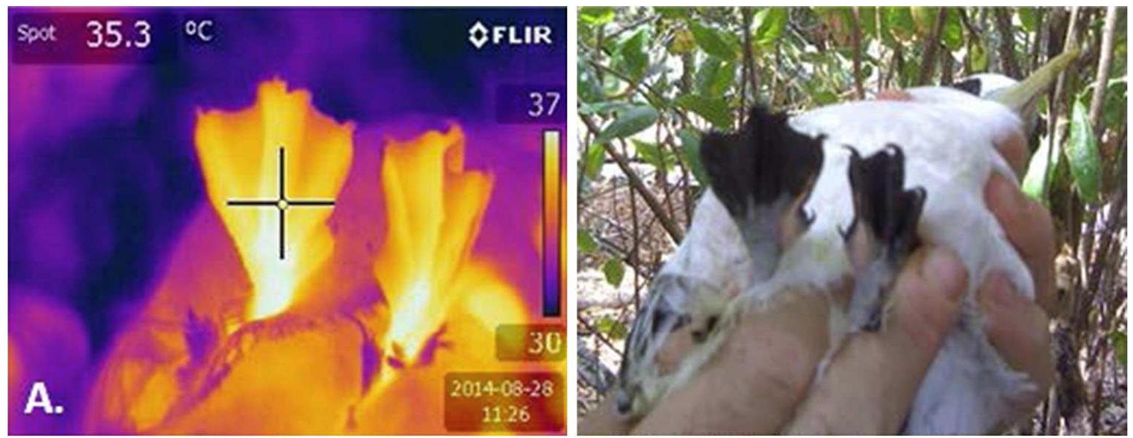 Tropicbird foot incubation