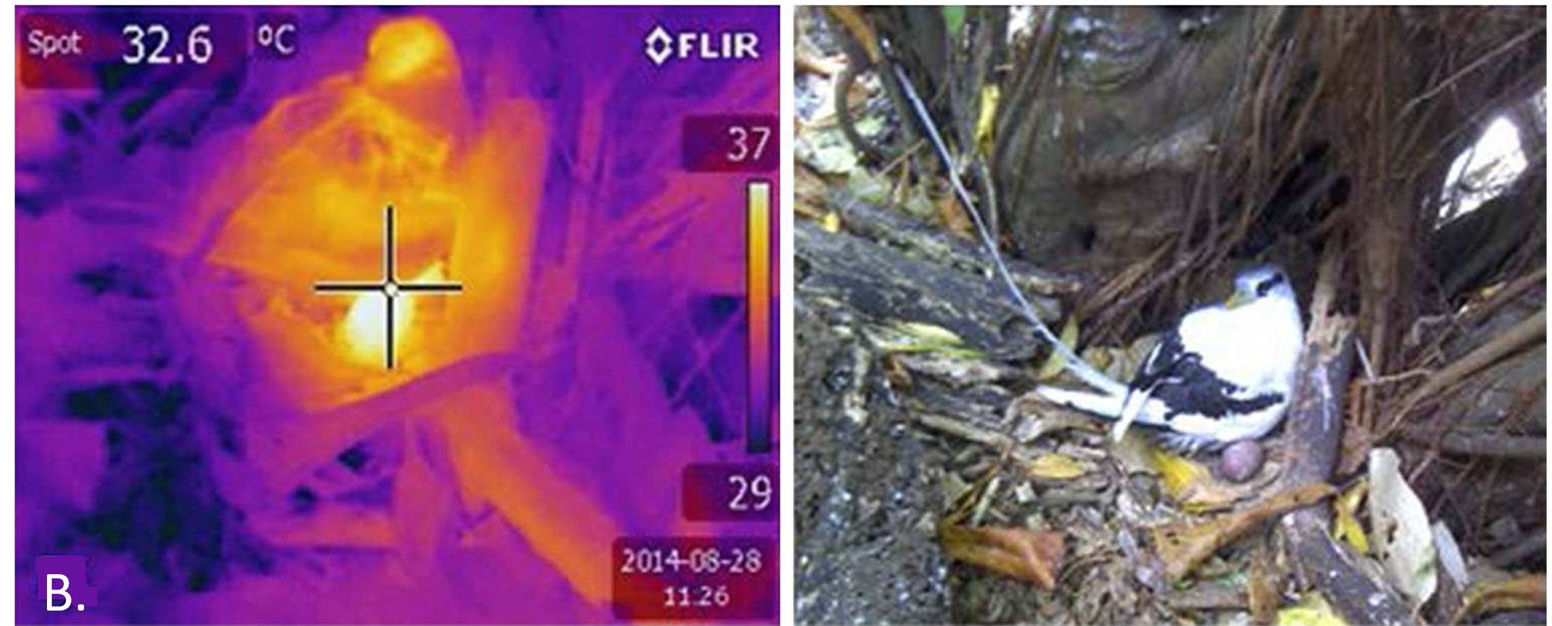 Tropicbird foot incubation