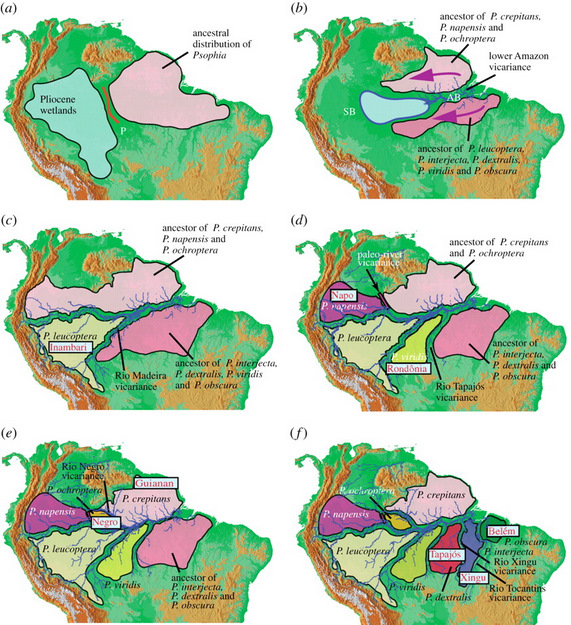 Maps showing processes involved in evolution of Trumpeters