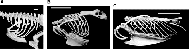 Photos of rib cages of three birds showing uncinate processes
