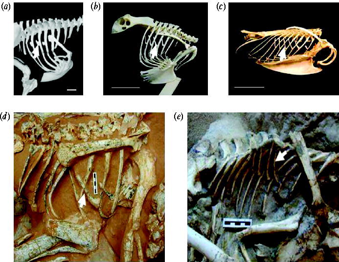 Photo of uncinate process of several species of present-day birds and two species of theropods