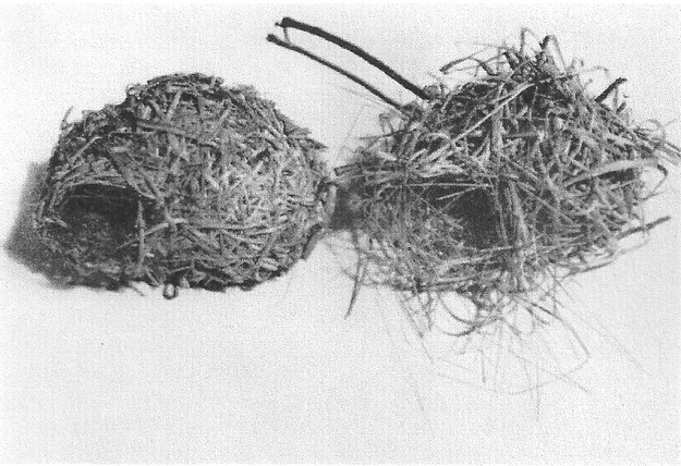 Nest built by an experienced Village Weaver and the first nest built by a young male Village Weaver