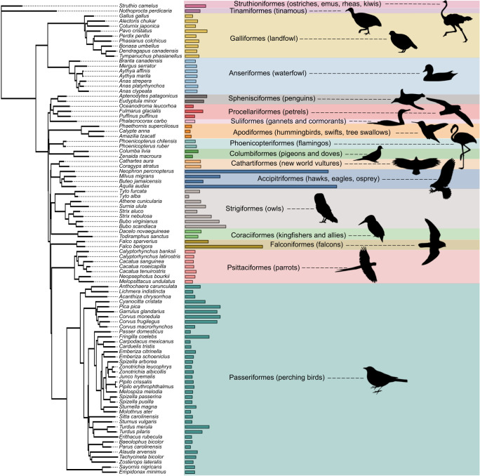Graphic showing variation in visual acuity of different species of birds