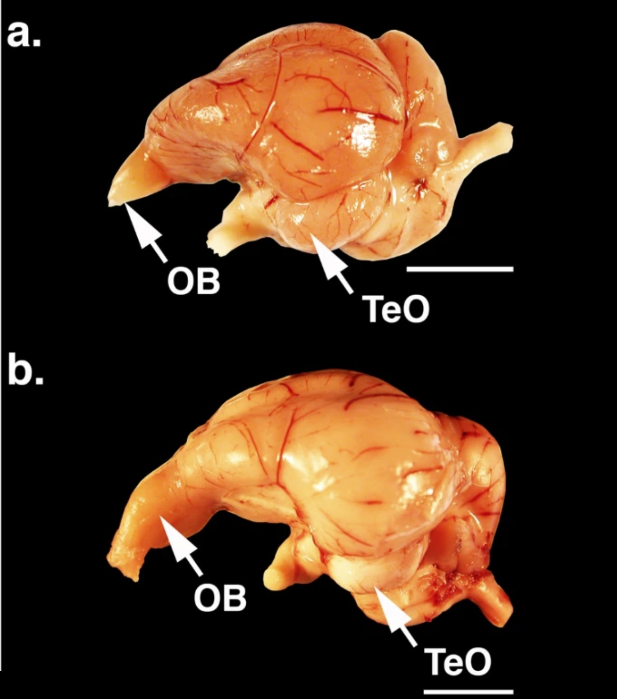 Vulture olfactory bulbs