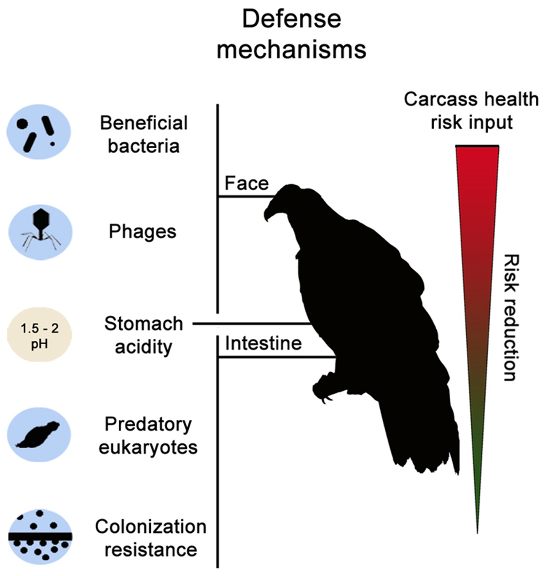 Vulture defenses against infection=