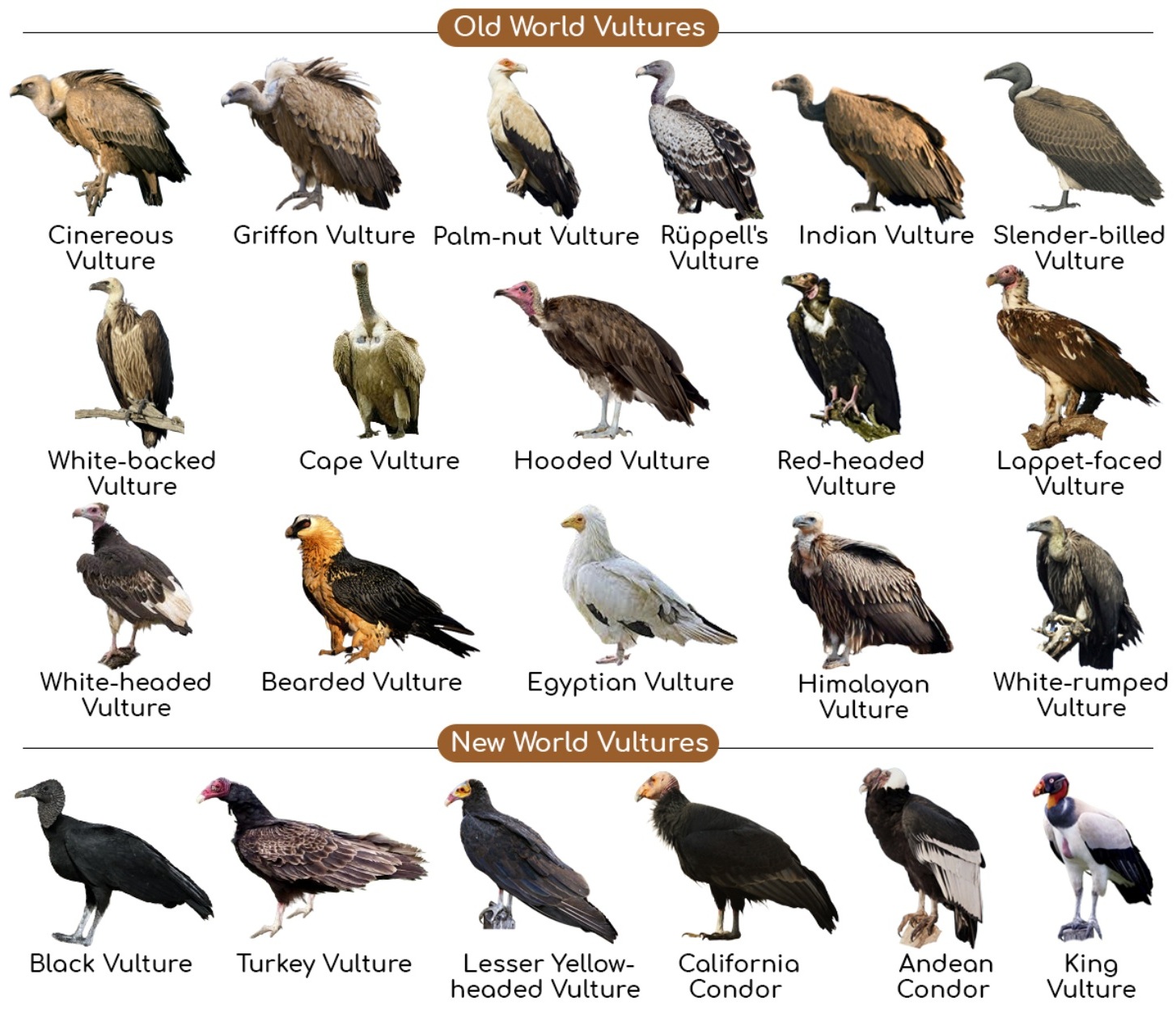 Vultures of the World