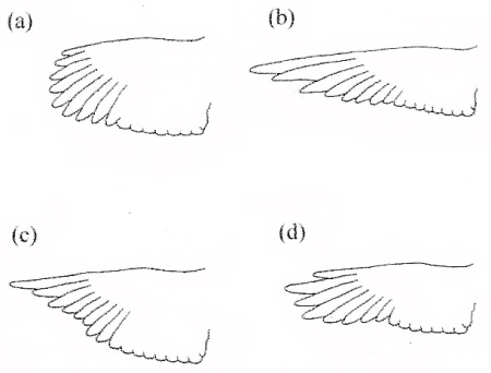 Drawing showing how wing shapes can vary