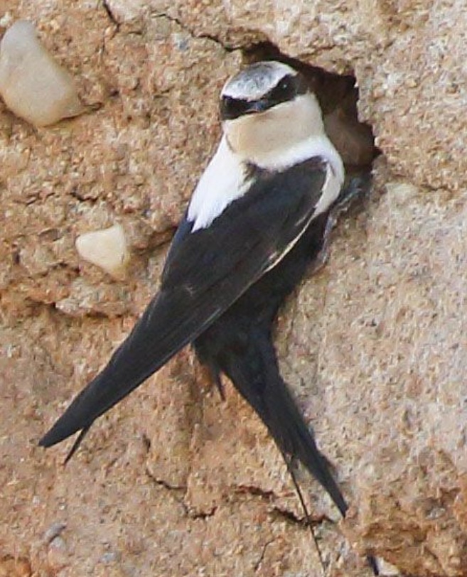 White-backed Swallow