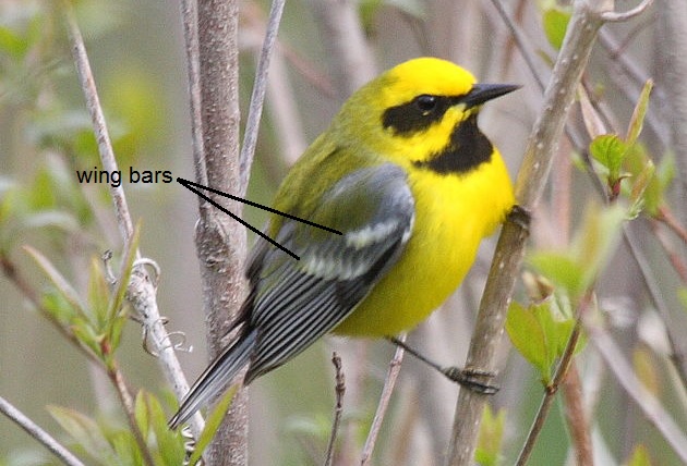 Photo of a warbler showing wing bars